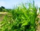 cebu real estate properties